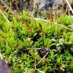 Encalypta streptocarpa