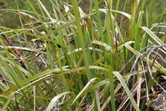Dianella haematica