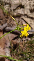 Tricoryne simplex