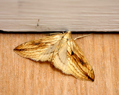 Evergestis forficalis