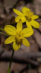 Tricoryne simplex