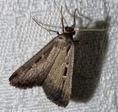 Tathorhynchus fallax