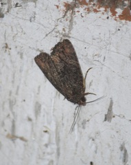 Noctuidae