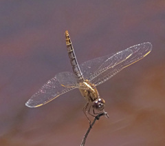 Crocothemis nigrifrons