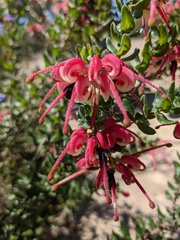 Grevillea lanigera