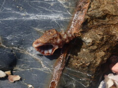 Phycothais reticulata