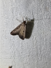 Tathorhynchus fallax