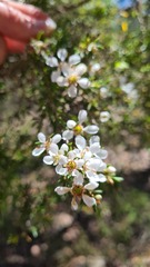Leptospermum trinervium