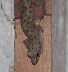 Hemidactylus