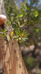 Leptospermum trinervium