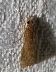 Achyra affinitalis