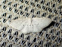 Idaea philocosma