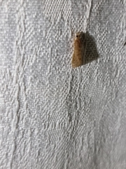 Achyra affinitalis