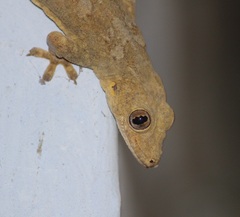 Hemidactylus