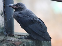Corvus splendens