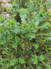 Cliffortia reniformis