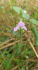 Rostellularia adscendens