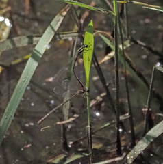 Argiocnemis rubescens