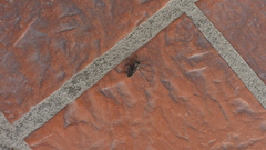 Pachylis argentinus