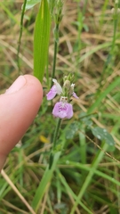 Rostellularia adscendens