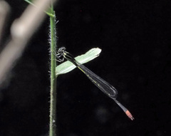 Argiocnemis rubescens