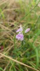 Rostellularia adscendens