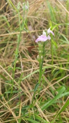 Rostellularia adscendens
