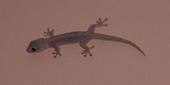 Gehyra dubia