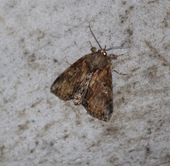 Lepidoptera