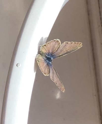 Lang's Short-tailed Blue photo 2
