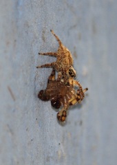 Salticinae