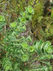 Cliffortia reniformis