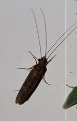 Hydrobiosidae