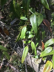 Smilax glyciphylla