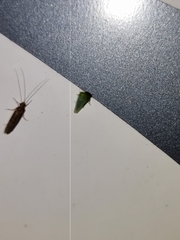 Hydrobiosidae