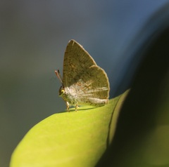 Spalgis epius