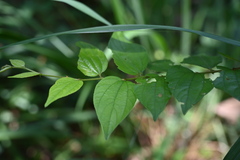 Ziziphus oenopolia