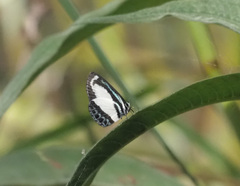 Psychonotis caelius