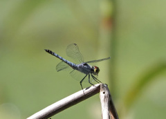 Brachydiplax denticauda