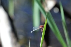 Xanthagrion erythroneurum