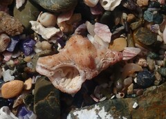 Chicoreus denudatus
