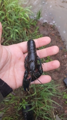 Cherax destructor