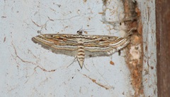 Parapoynx fluctuosalis