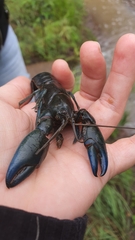 Cherax destructor