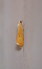 Scirpophaga