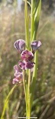 Diuris dendrobioides