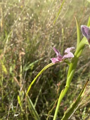 Diuris dendrobioides