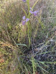 Diuris dendrobioides