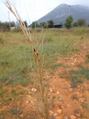 Aristida adscensionis