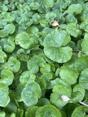 Centella asiatica